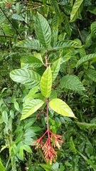 Palicourea croceoides