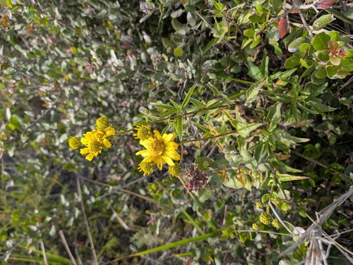 Verbesina dissita, photograph 4