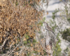Campylorhynchus yucatanicus