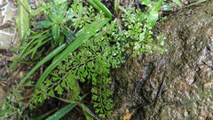 Odontosoria aculeata