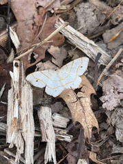 Trigrammia quadrinotaria