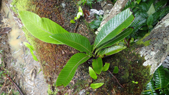 Niphidium crassifolium