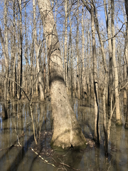 Nyssa aquatica