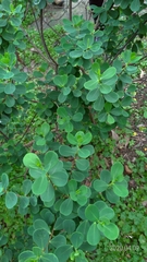 Wikstroemia retusa