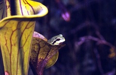 Hyla andersonii