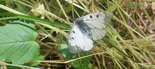 Clouded Apollo