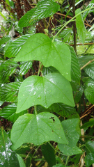 Passiflora sexflora