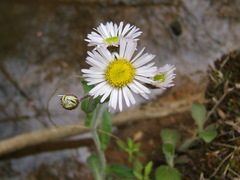 Erigeron pulchellus