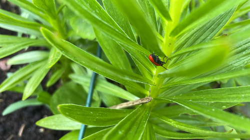 Lily Leaf Beetle