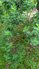 Wikstroemia retusa