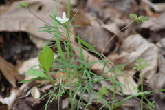 Cardamine dissecta