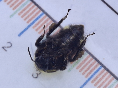 iNaturalist observation photo of California Bumble Bee