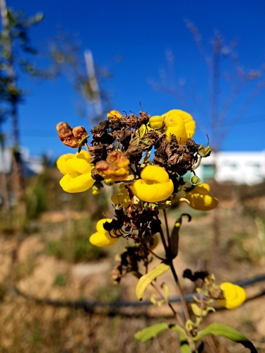 Calceolaria angustifolia (Calceolaria angustifolia)