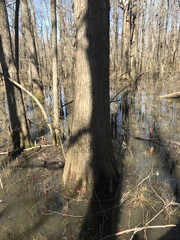 Taxodium distichum