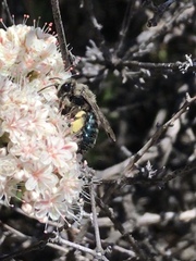 Andrena cerasifolii