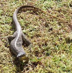 Varanus