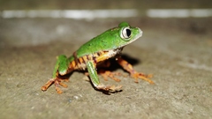 Callimedusa tomopterna