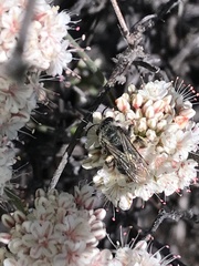 Andrena cerasifolii