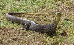 Varanus