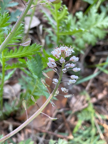 Noccaea caerulescens, photograph 6