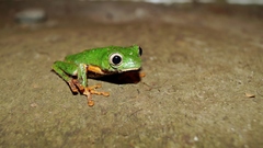 Callimedusa tomopterna
