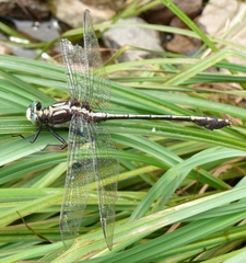 Dromogomphus spinosus
