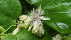 Passiflora sexflora