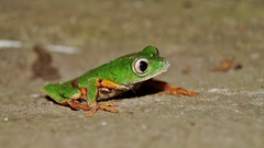 Callimedusa tomopterna