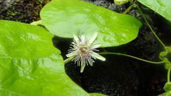 Passiflora sexflora
