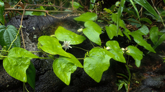 Passiflora sexflora