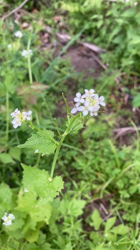 International Day for Biodiversity: Project Results