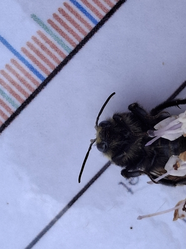 iNaturalist observation photo of Yellow-faced Bumble Bee