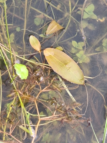 grass-leaved pondweed