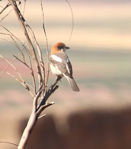 Woodchat Shrike
