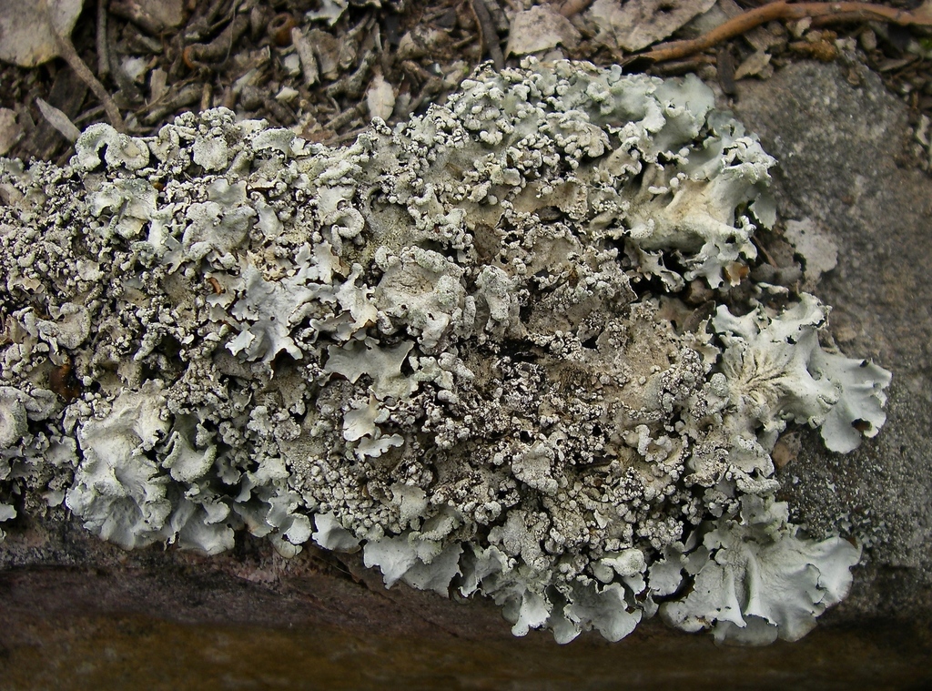Parmotrema pustulatum