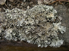 Parmotrema pustulatum