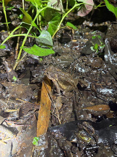 Asiatic Toad