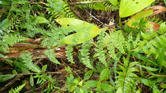 Odontosoria aculeata