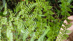 Odontosoria aculeata