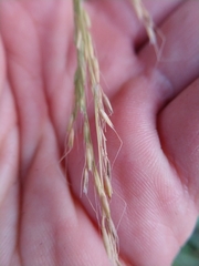 Limnodea arkansana