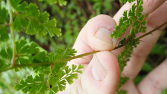 Odontosoria aculeata