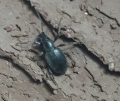 Otiorhynchus meridionalis