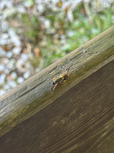 European Earwig