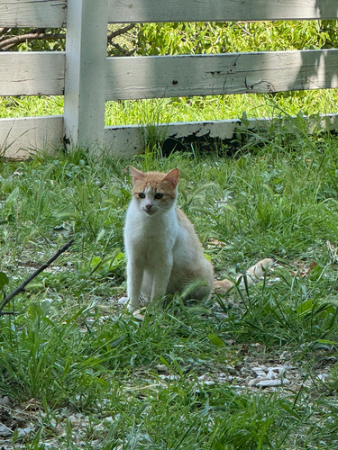 Domestic Cat