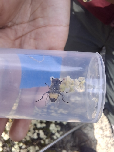 iNaturalist observation photo of Single-banded Plushback