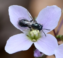 Lasioglossum coeruleum