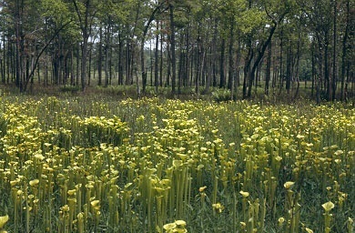 Sarracenia flava