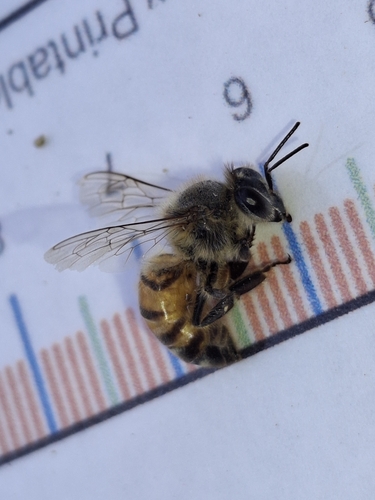 iNaturalist observation photo of Western Honey Bee