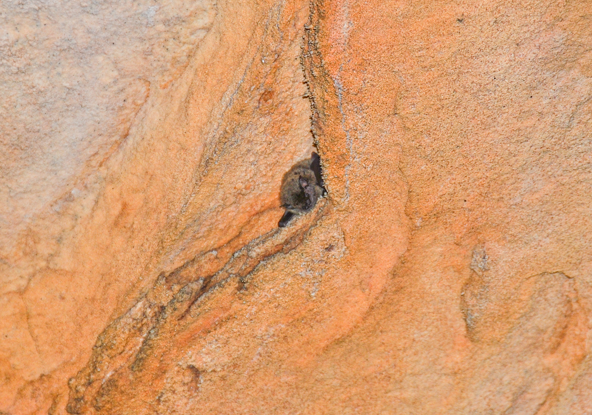 Western Cave Bat photo 3