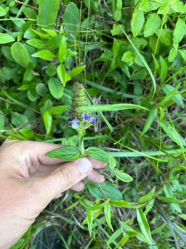 common selfheal
